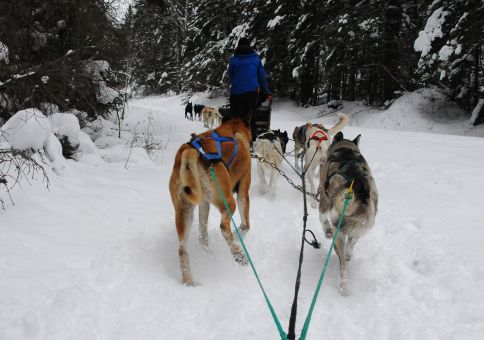 341_goDogSledding_05