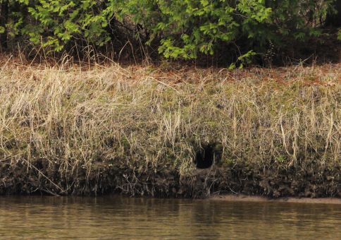 Small furry animal burrow