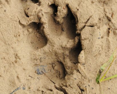 Coyote Track