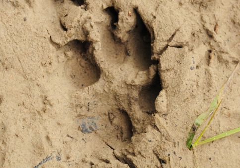 Coyote Track