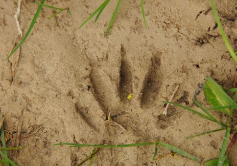 Raccoon Track