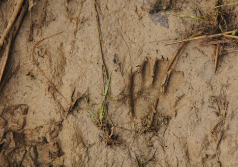 75) Identify animal tracks 