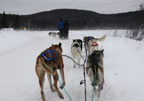 goDogSledding_03