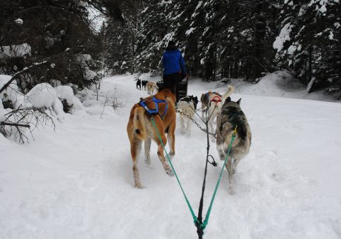 goDogSledding_05