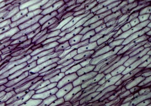 Epidermis of an onion