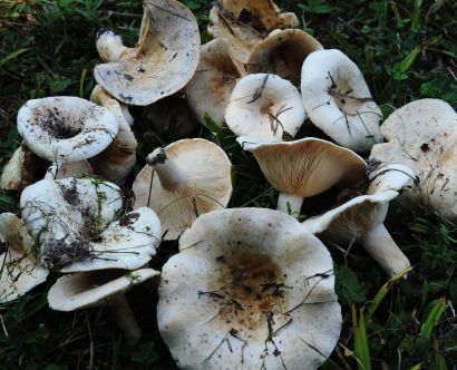 pickWildMushrooms_07