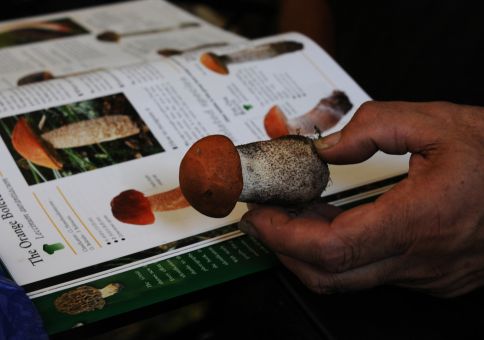 Orange Bolete