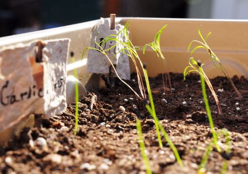 71) Plant an herb garden