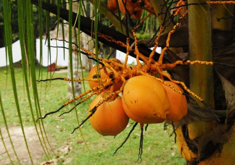 Coconuts