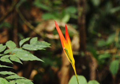 Bird of paradise (flower)