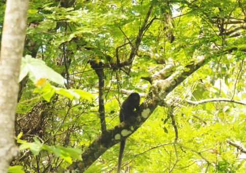 Red titi monkey