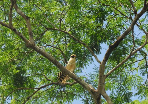 Laughing falcon (rare)