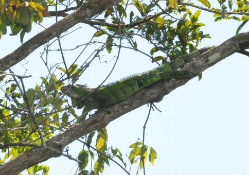 Iguana