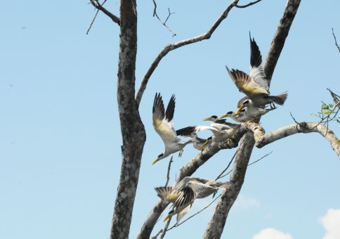 Terns