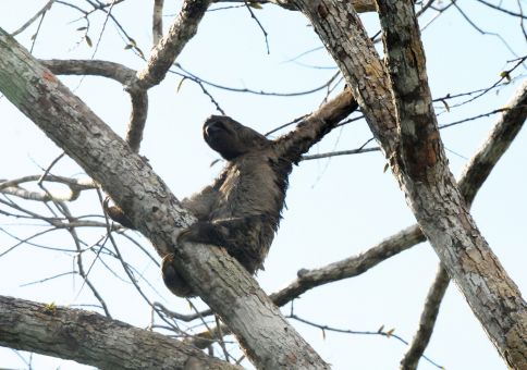 Adult sloth