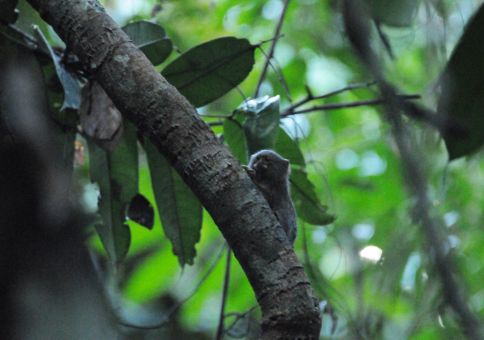 Pygmy Marmoset (smallest monkey in the world)