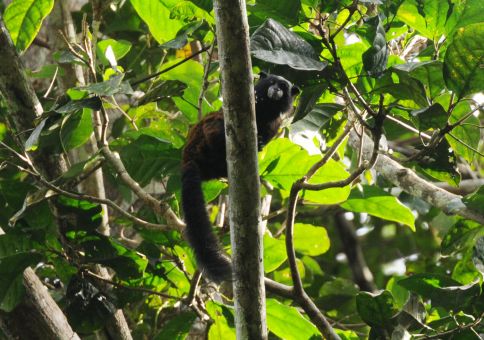 Saddleback Tamarin