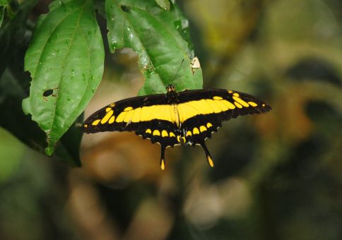 Swallow Tail Butterfly