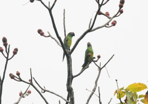 Parakeets