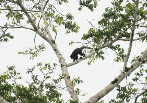 Red titi monkey