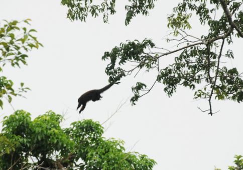 Red titi monkey jumping