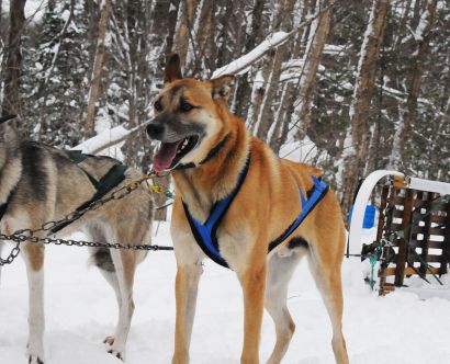 goDogSledding_08